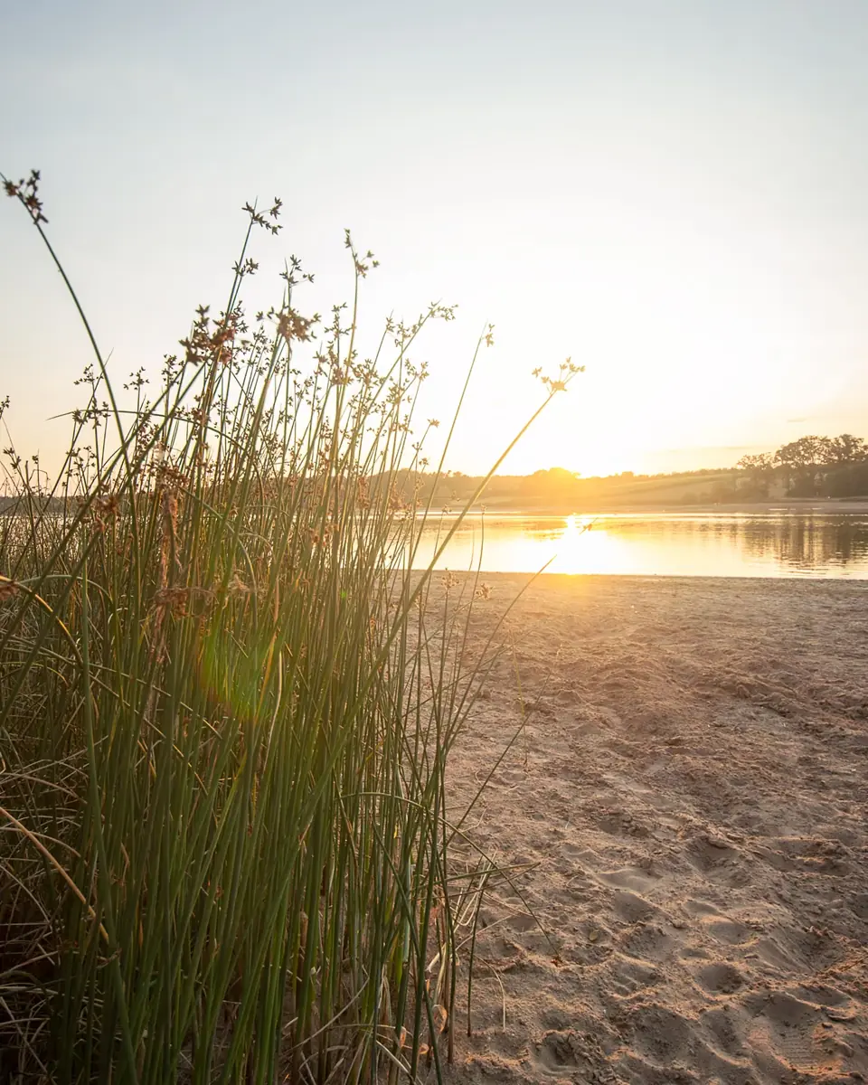 Schilfhalme am Sandufer im Gegenlicht, die Sonne geht über dem Rothsee unter