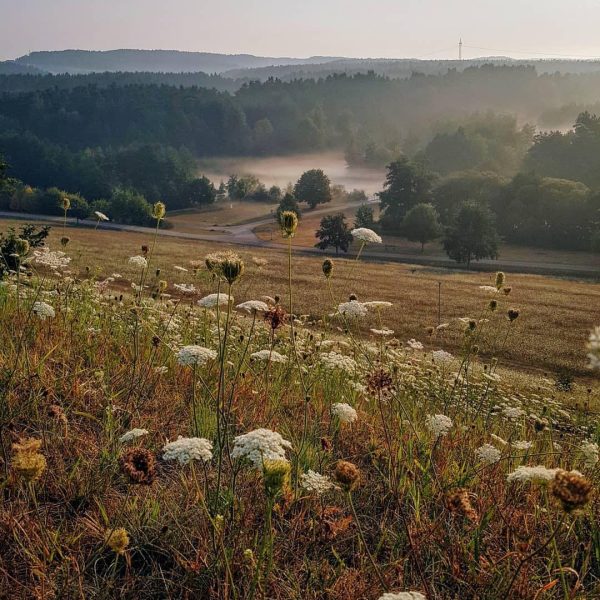 Wildblumenwiese im Morgennebel
