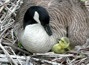 Kinderführungen auf der Vogelinsel - für Kinder ab 6 Jahren (Quelle: Tourismusverband Fränkisches Seenland)