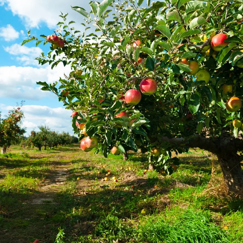 Obstausstellung des OGV Spalt (Quelle: Zweckverband Brombachsee)