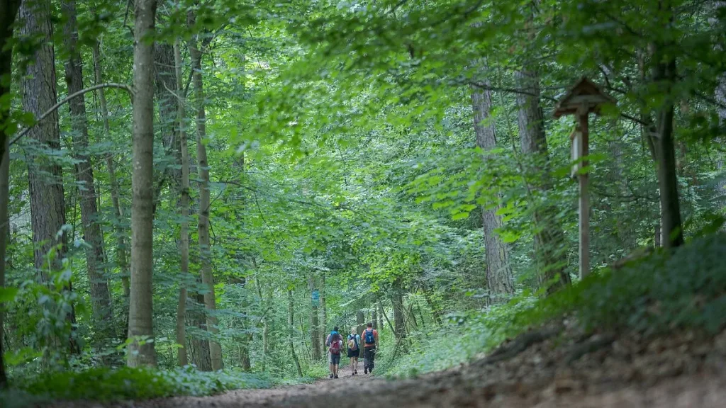 Waldbewirtschaftung in kommunaler Hand - Beispiele zukünftiger Forstwirtschaft (Quelle: Tourismusverband Fränkisches Seenland)