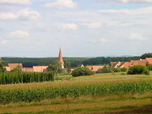 Wanderung durch die Hopfengärten nach Hauslach und Mosbach (Quelle: Tourismusverband Fränkisches Seenland)
