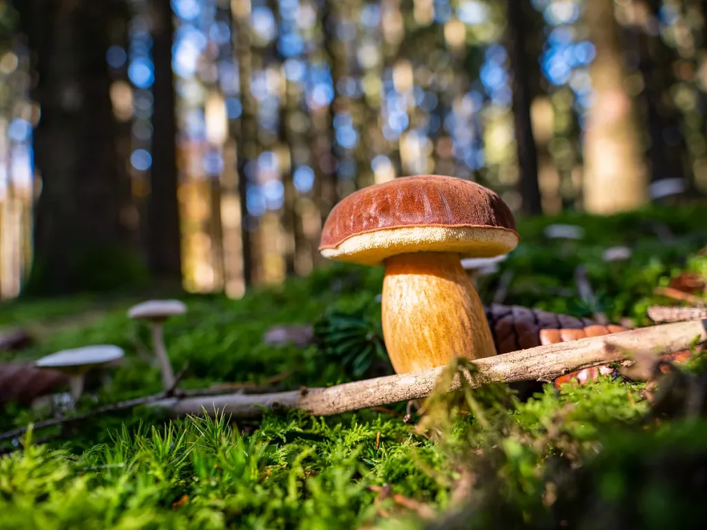 Geheimnisvolle Welt der Pilze (Quelle: Tourismusverband Fränkisches Seenland)